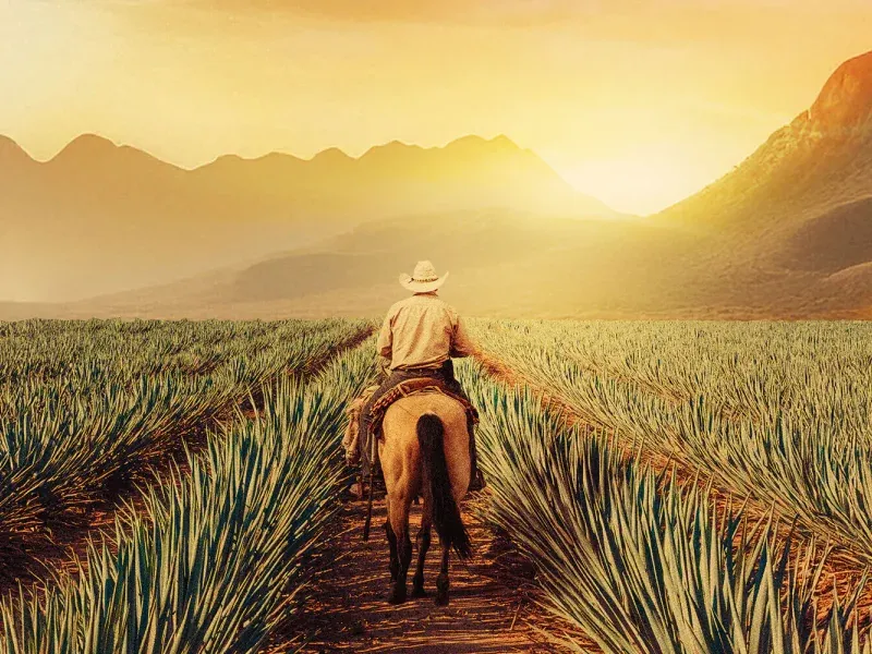 Maestros del Agave
